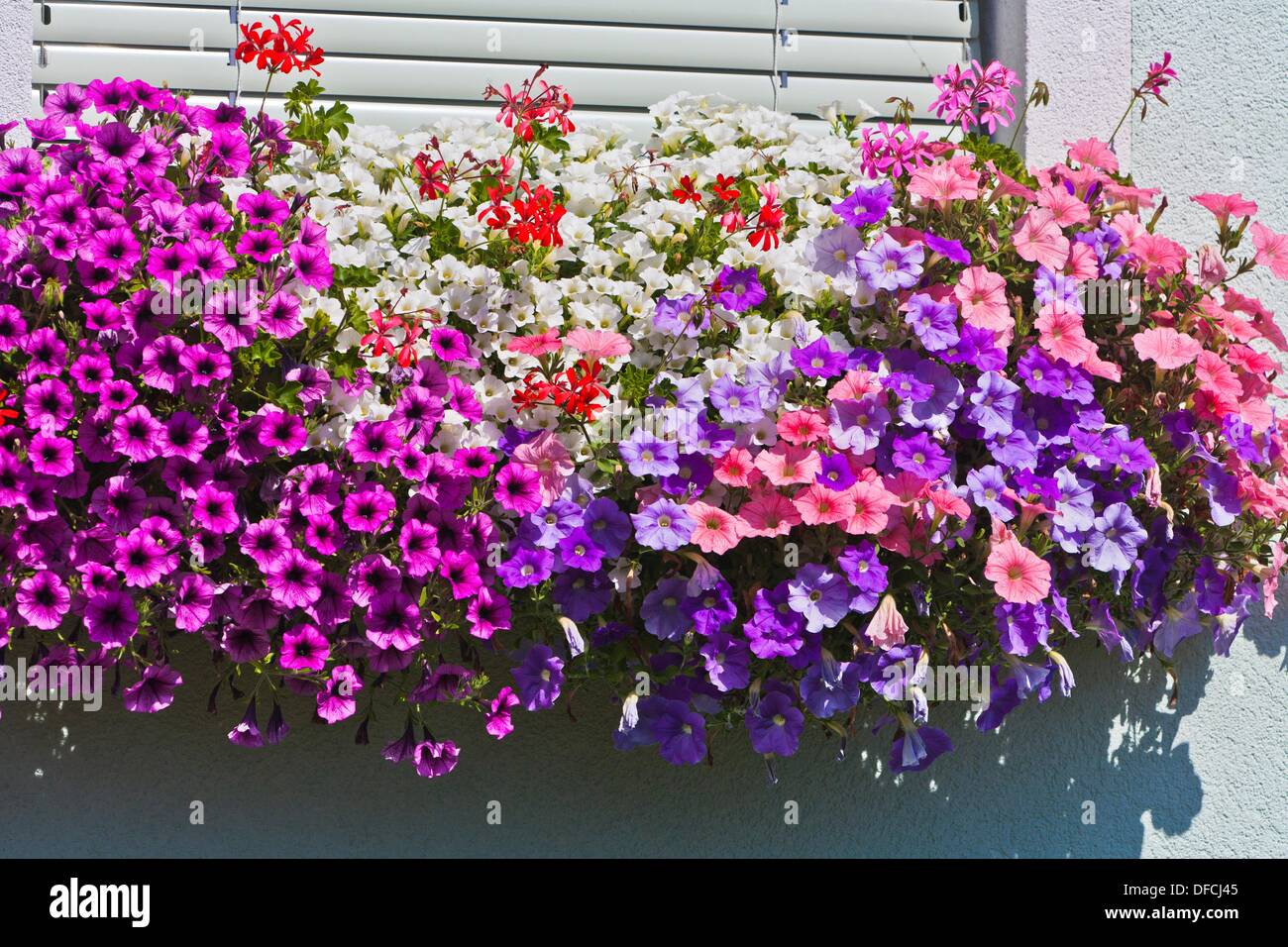 Close up of colorful petunia flowers at a house front in Austria, Europe  Stock Photo - Alamy