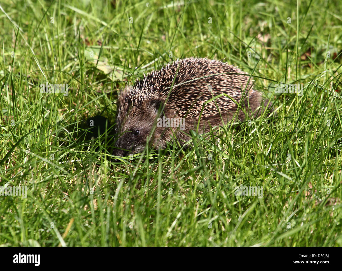 Close-up of a western Hedgehog (Erinaceus europaeus) walking through the grass on a sunny day Stock Photo