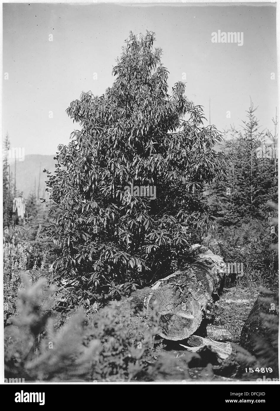 Castanopsis Chrysophylla (Chinquapin), Detroit, Santiam, Oregon, 1920. 299127 Stock Photo