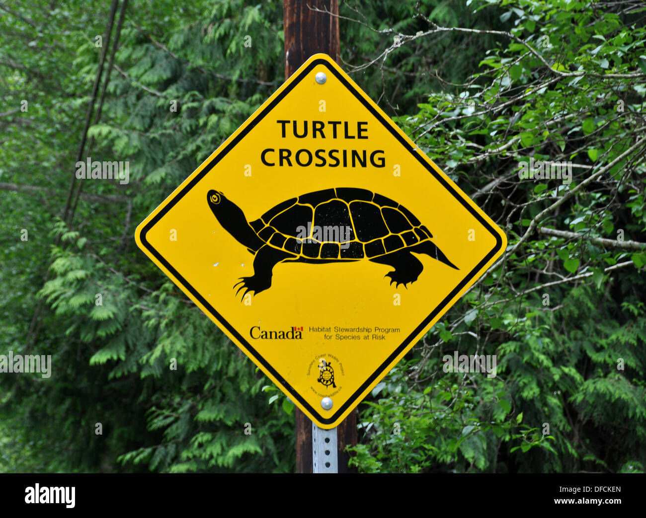 Slow Turtle Crossing >> Turtle Crossing Sign Stock Photo 61129677 Alamy Slow Turtle Crossing >> Turtle Crossing Sign Stock Photo 61129677 Alamy