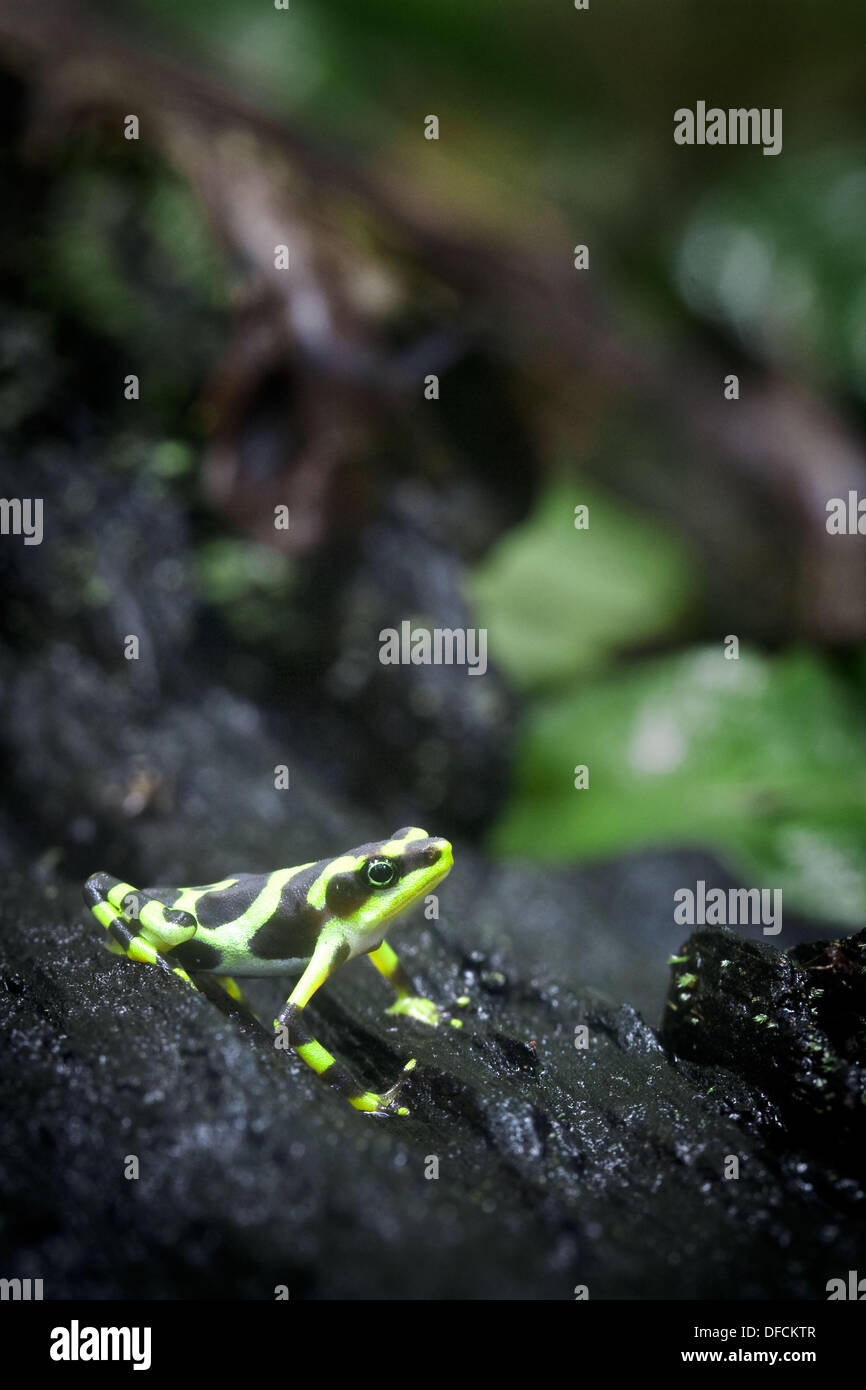 Green and black poisondart frog (Dendrobates auratus) in the lowland