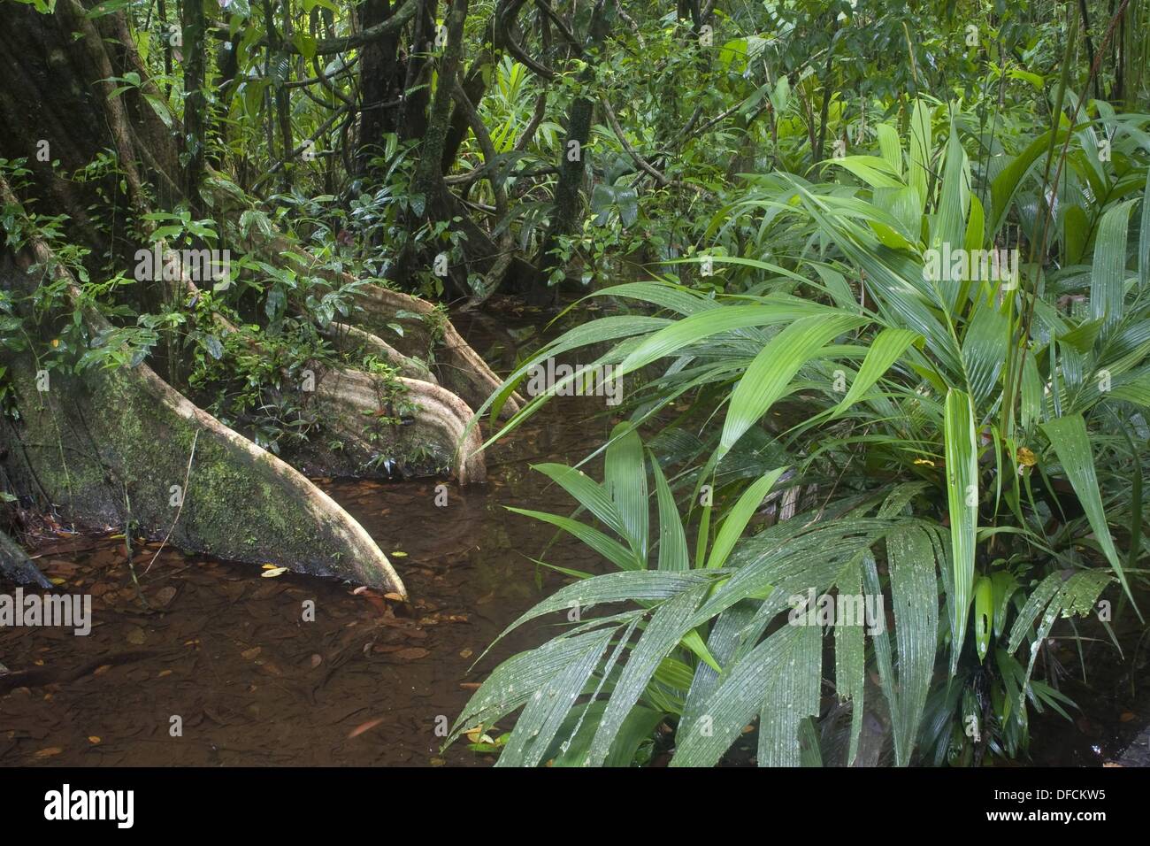 A flooded portion of lowland rainforest Photographed in Costa Rica