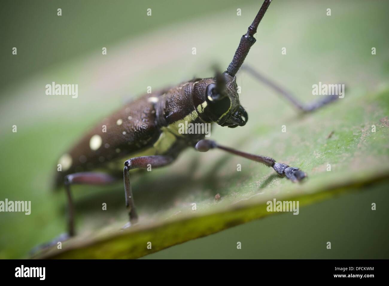 Long horned woodboring beetle, order Coleoptera, family Cerambycidae