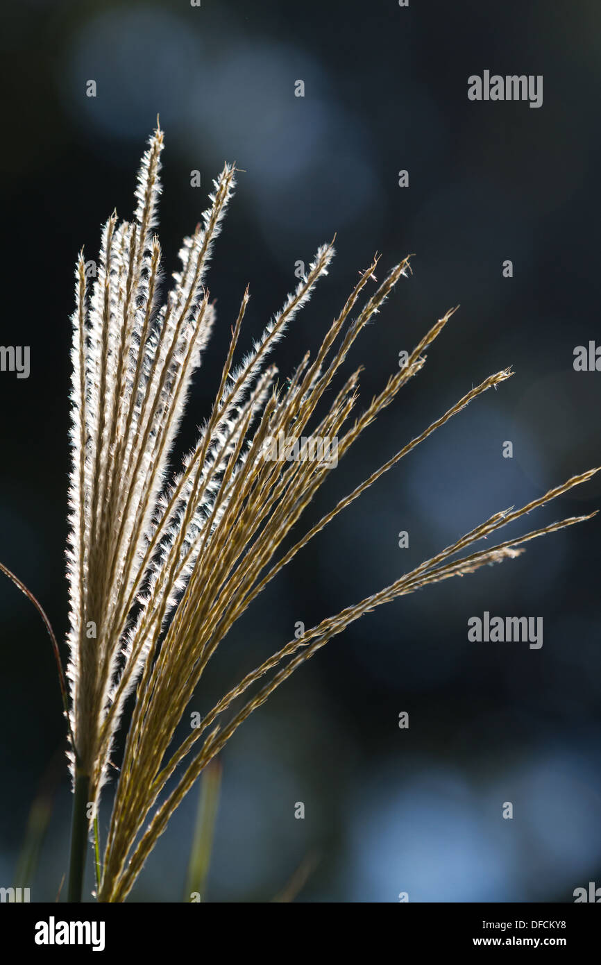 Pampas grass seed heads on a sunny day Stock Photo Alamy