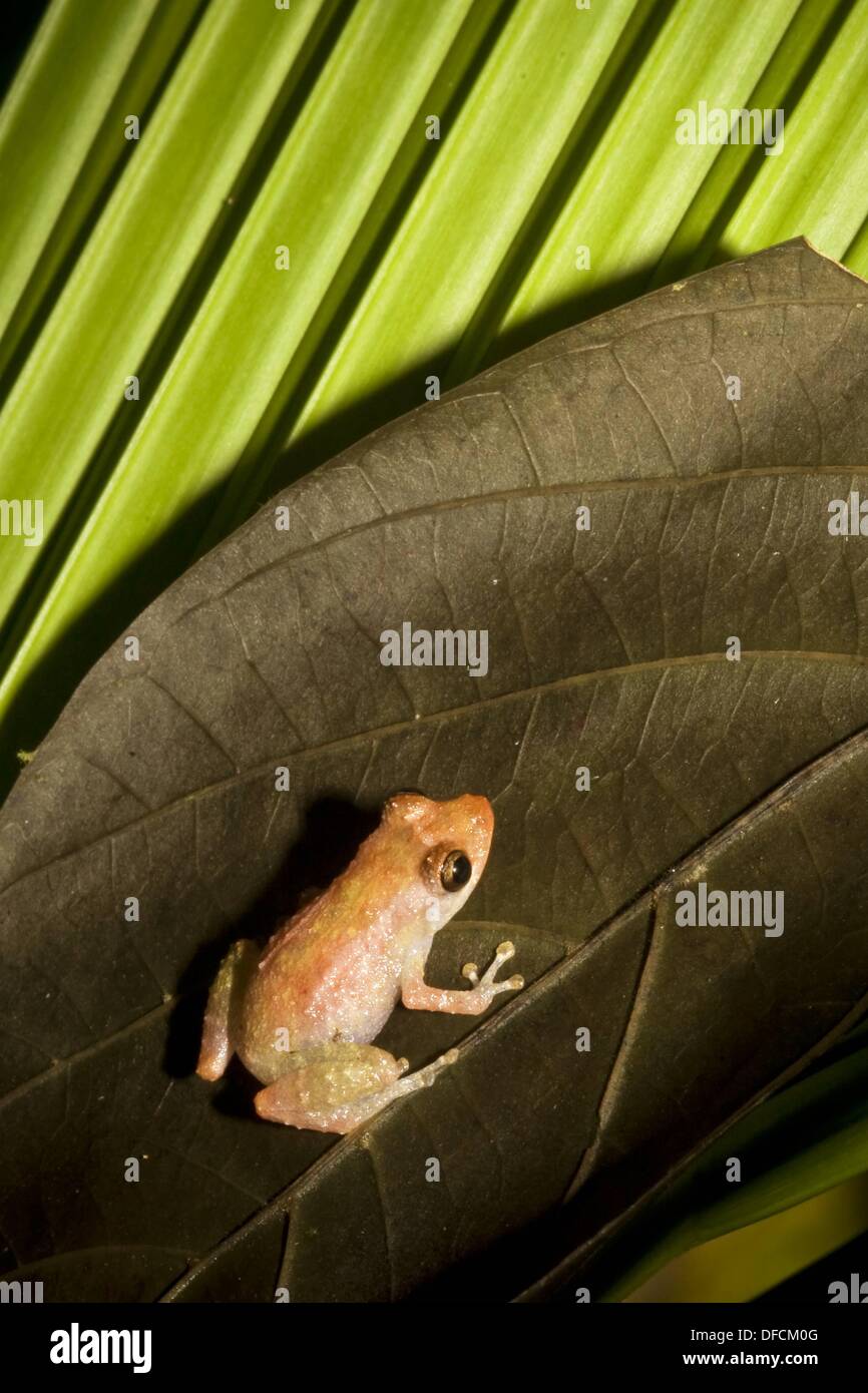 Tropical frog Photographed in Costa Rica Stock Photo Alamy