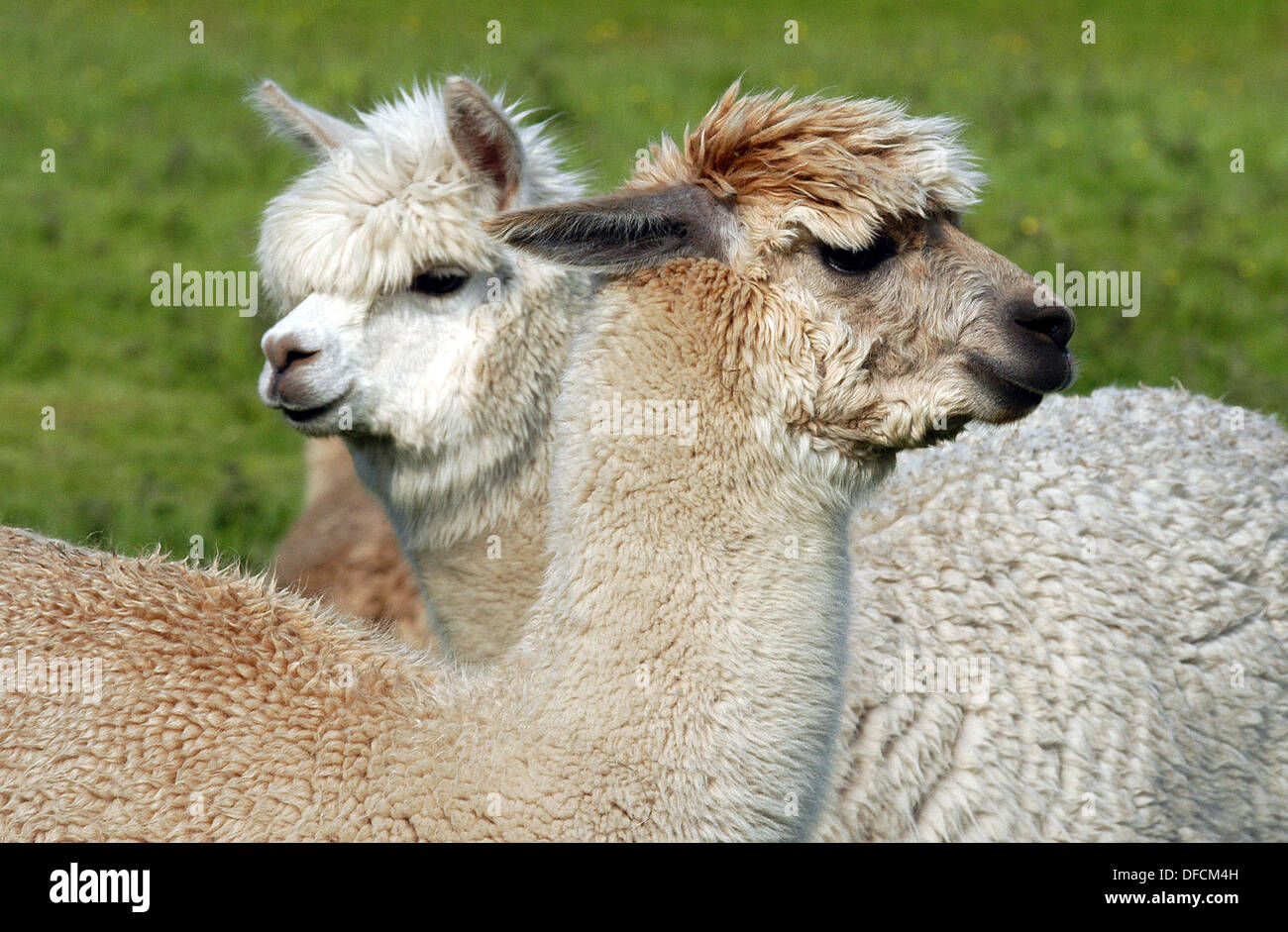 Alpaca, a domesticated South American mammal related to the Llama. Stock Photo