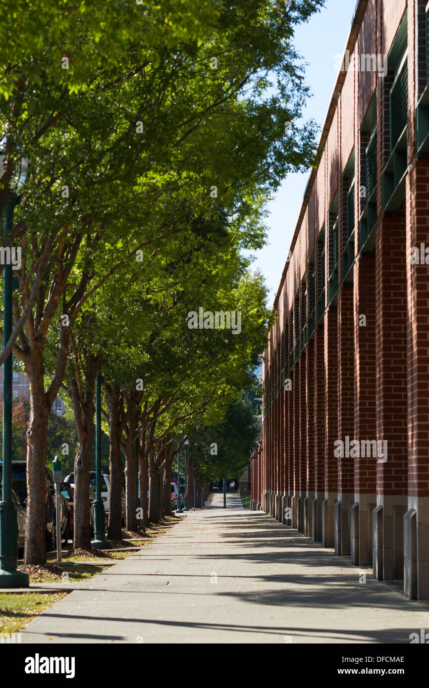 Empty tree hi-res stock photography and images - Alamy