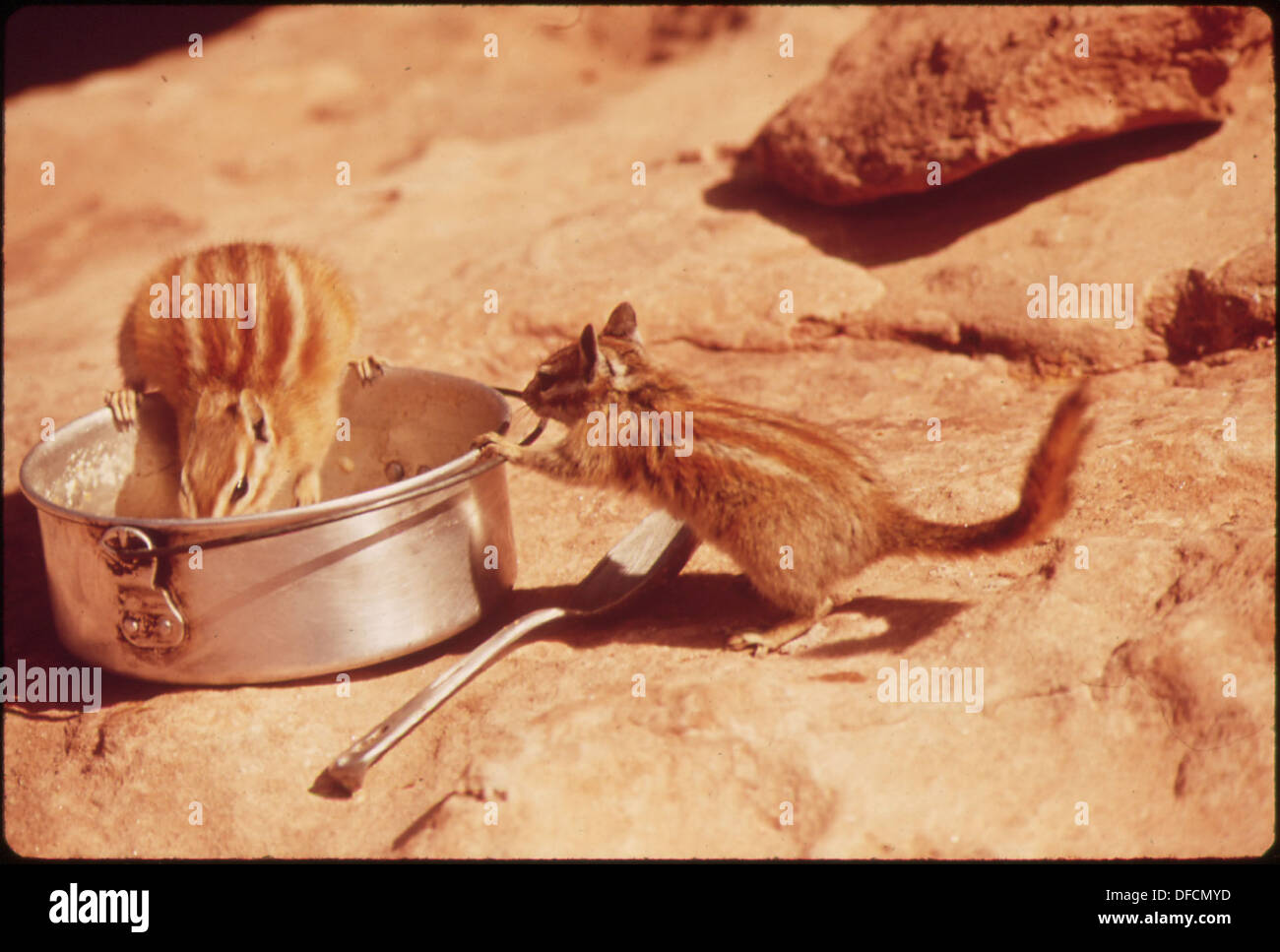 CHIPMUNKS FIND FOOD IN CAMPING AREA OF DEAD HORSE POINT STATE PARK 545549 Stock Photo