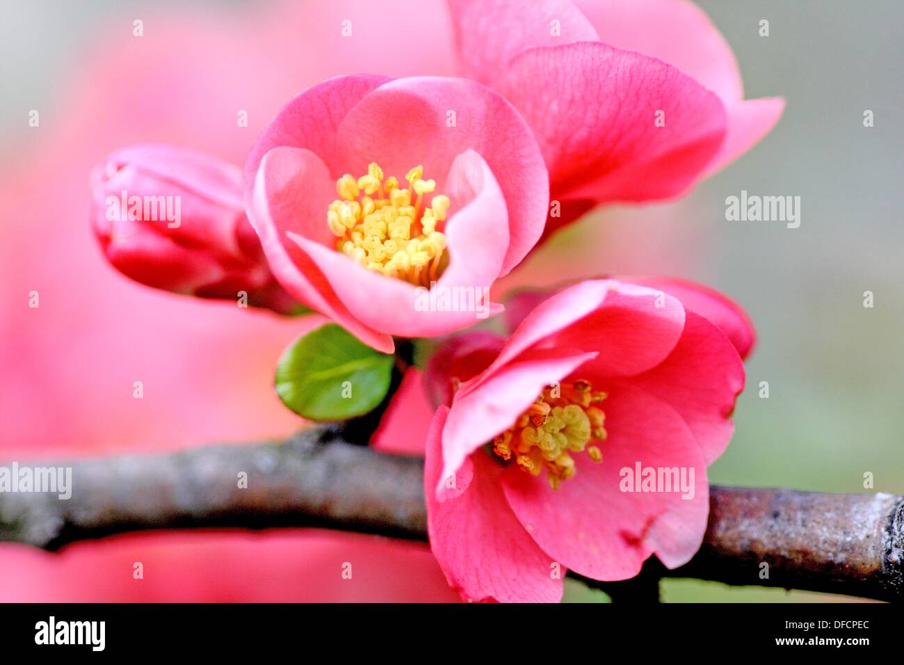 Flowering quince, Chaenomeles on a branch Close up Pink flowering plant