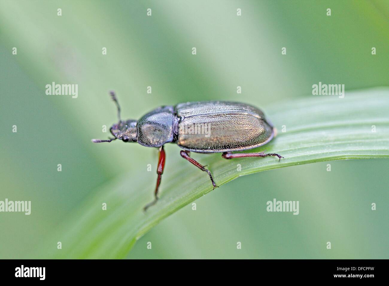 Platycerus caraboides, stag beetle large carbon stag beetle Live in