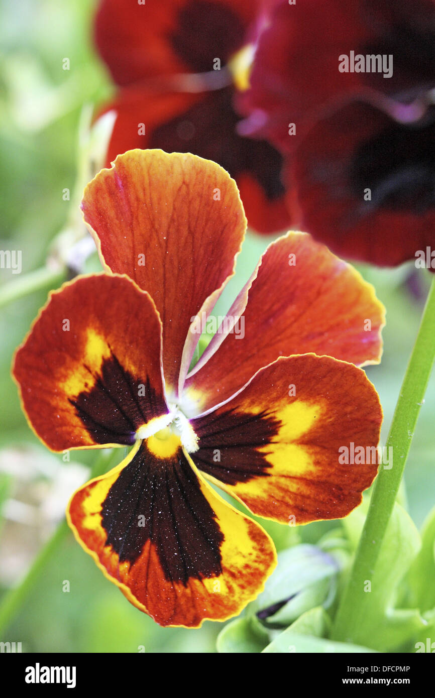 Cinnamon pansy with black dogface Wine red pansy with a dark dogface ...