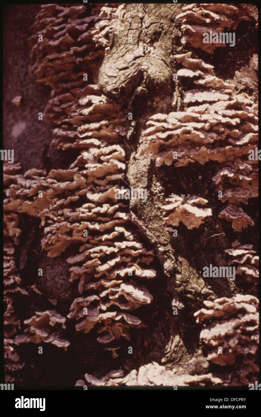 CLOSEUP OF FUNGUS ON A DEAD BEECH TREE IN THE ADIRONDACK FOREST