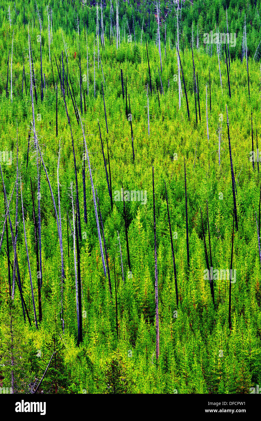 View of new and burned trees in Yellowstone National Park Stock Photo