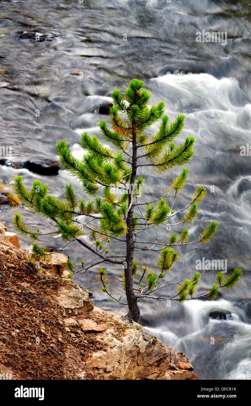 View of a small lone pine with a rolling river in Yellowstone National Park Stock Photo