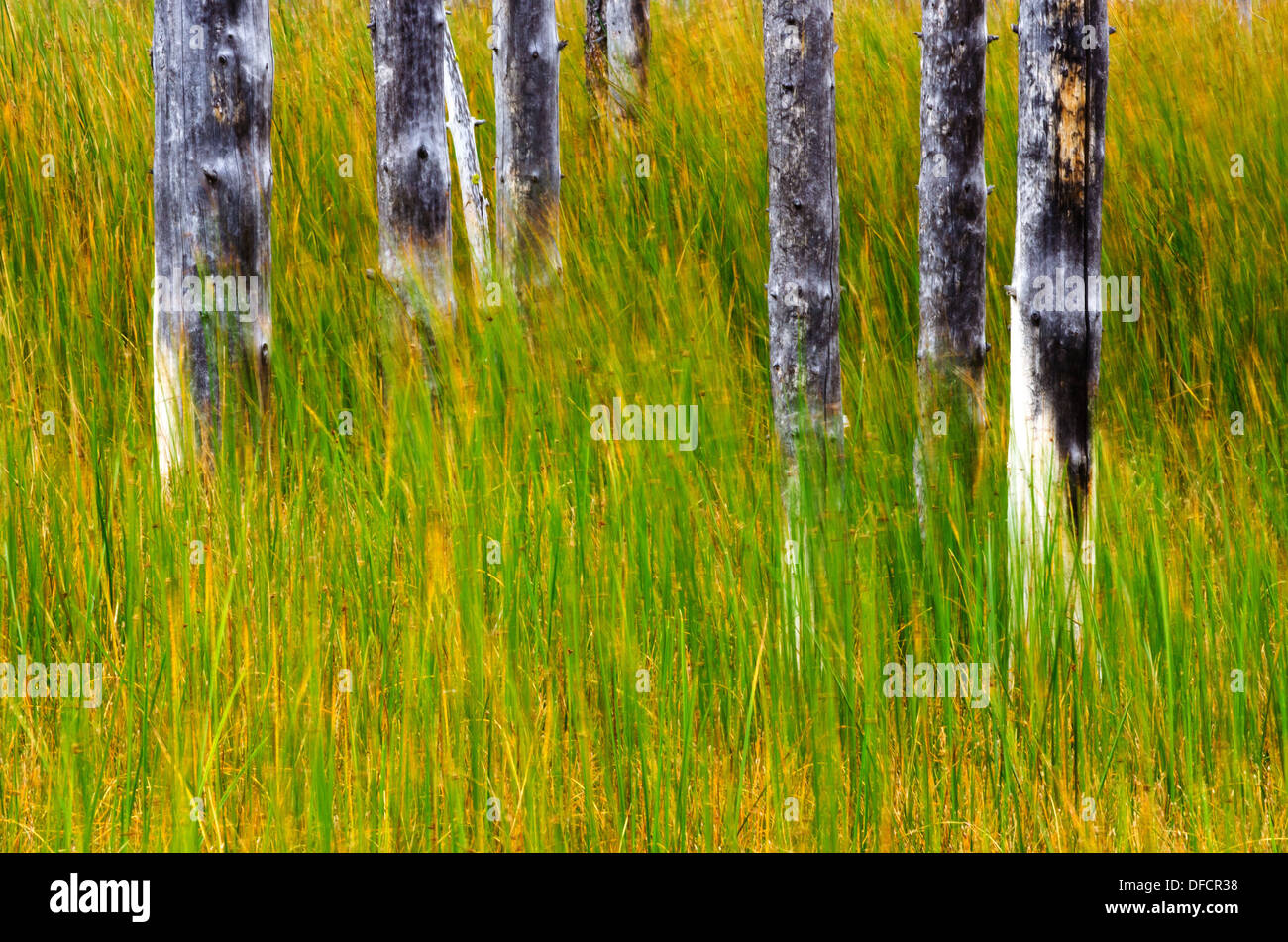 View of several burned tree trunks and long grass blurred by blowing wind Stock Photo