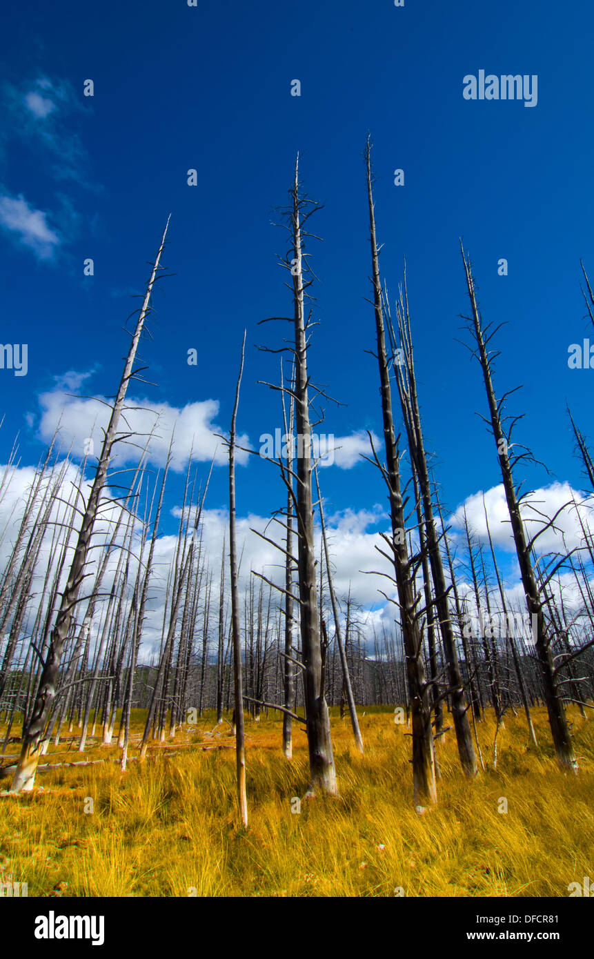 View of several burned trees and long grass blurred by blowing wind Stock Photo