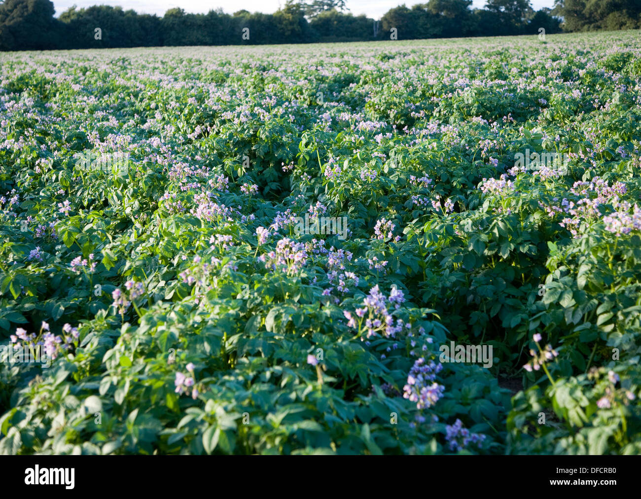 Purple flowers potato crop growing field Suffolk England Stock Photo