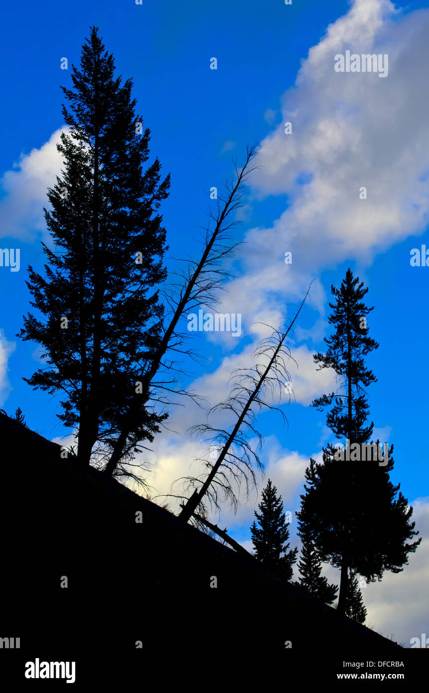 Silhouette of living and dead pine trees on mountainside in Yellowstone National Park Stock Photo