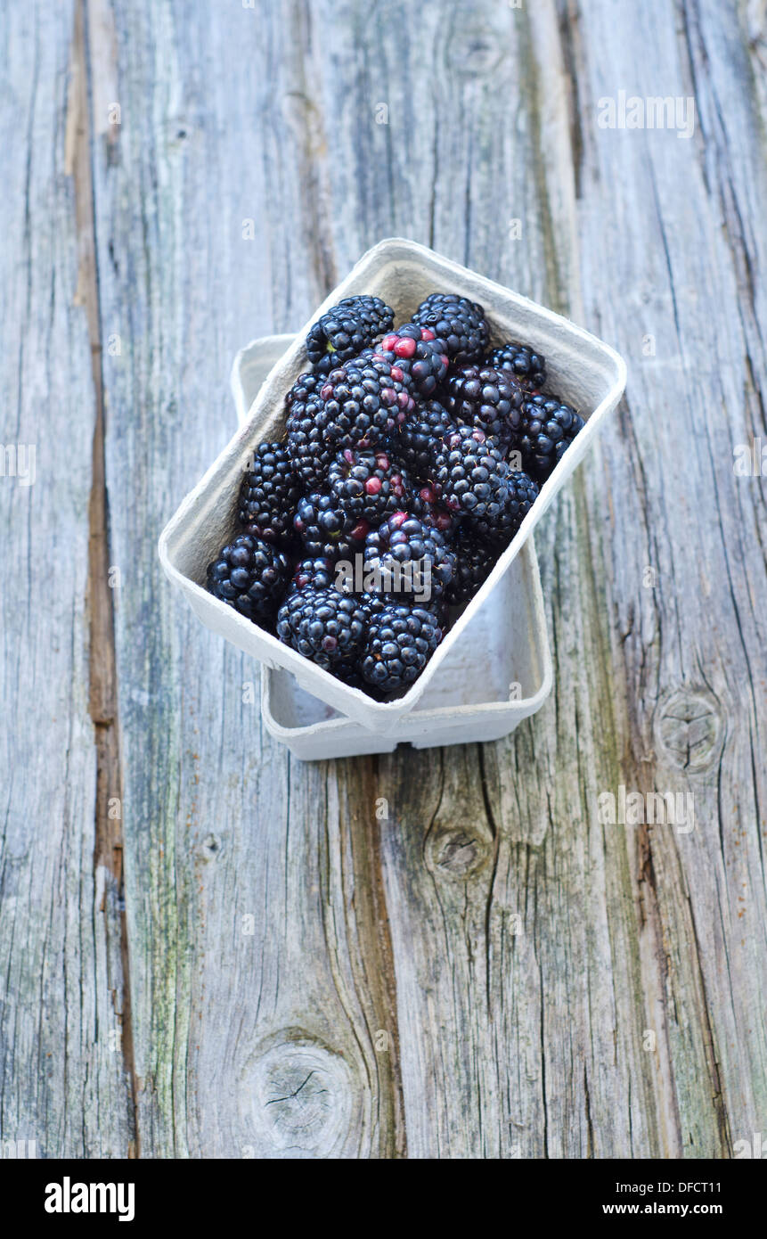 In brambles hi-res stock photography 
