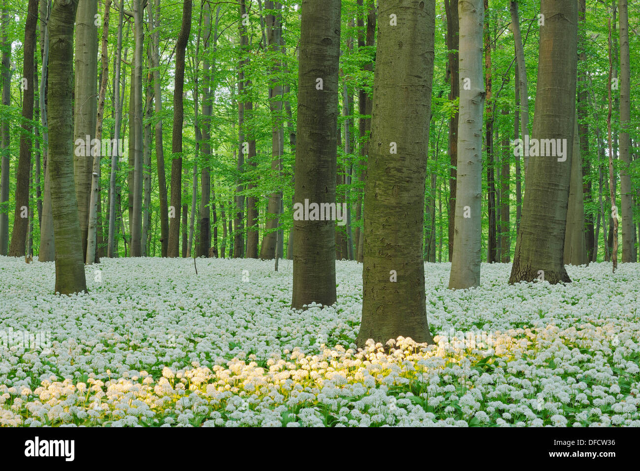 Trees In Germany Beech trees hainich national park hi-res stock photography and images ...