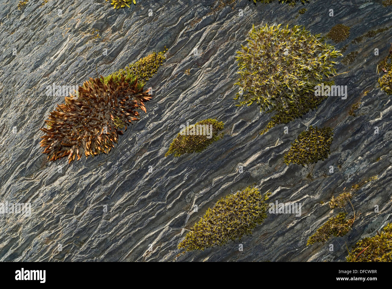 Cushion moss (Grimmia pulvinata) Stock Photo