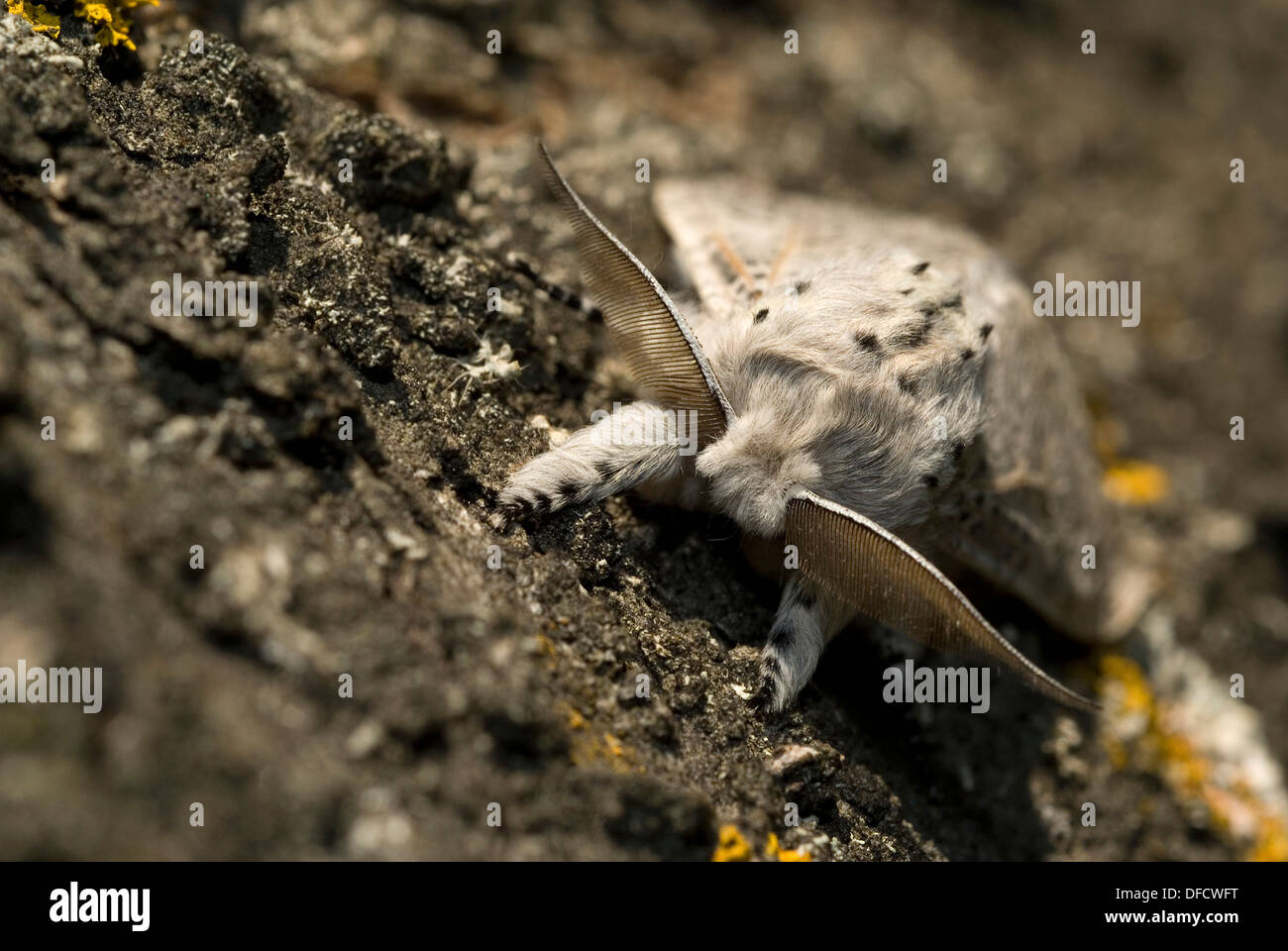 Iberian Puss Moth (Cerura iberica) Stock Photo