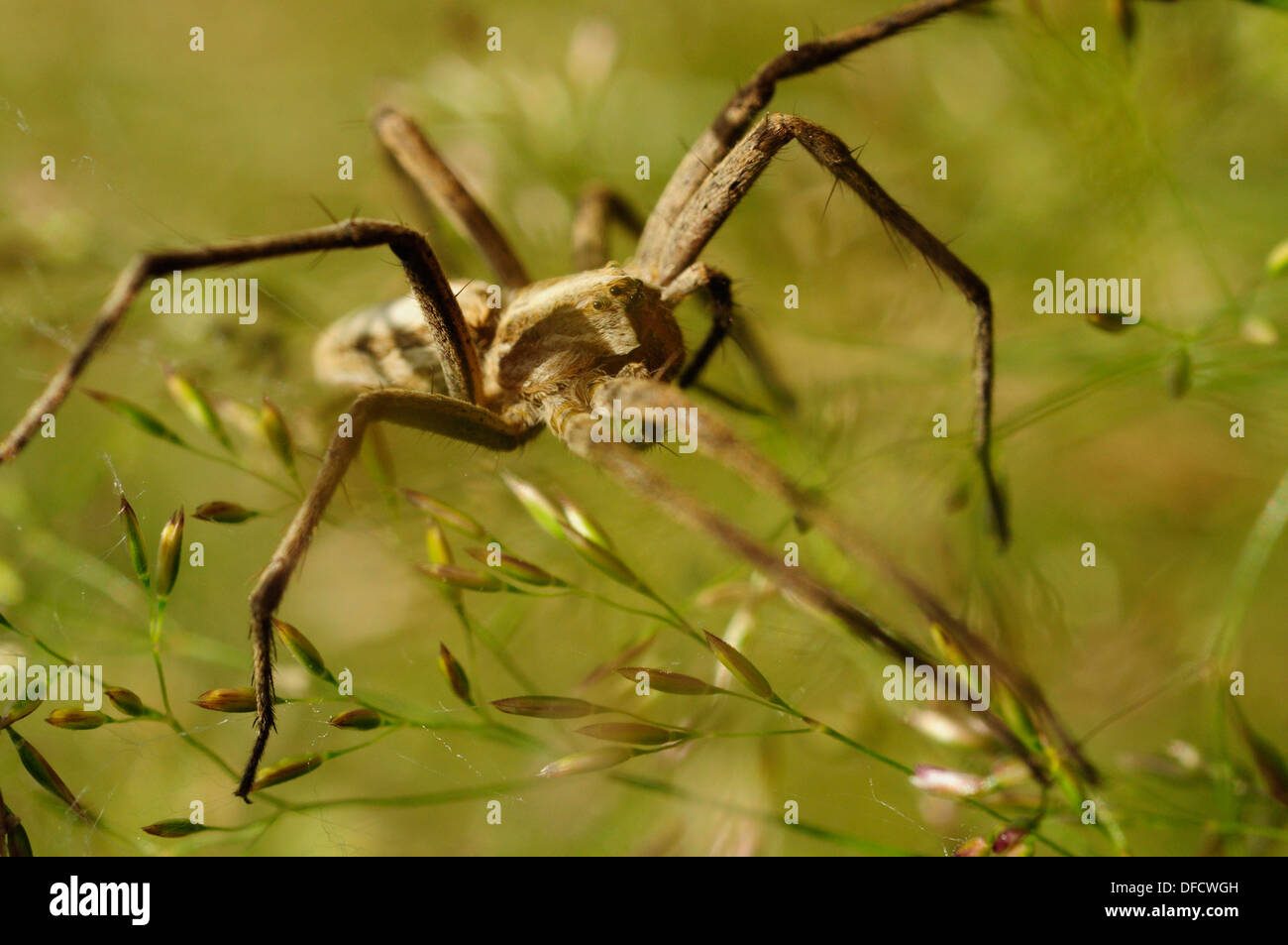 Nursery web spider (Pisaura mirabilis) Stock Photo