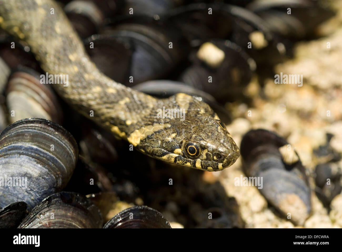 Viperine water snake (Natrix maura) in intertidal marine ponds. Stock Photo