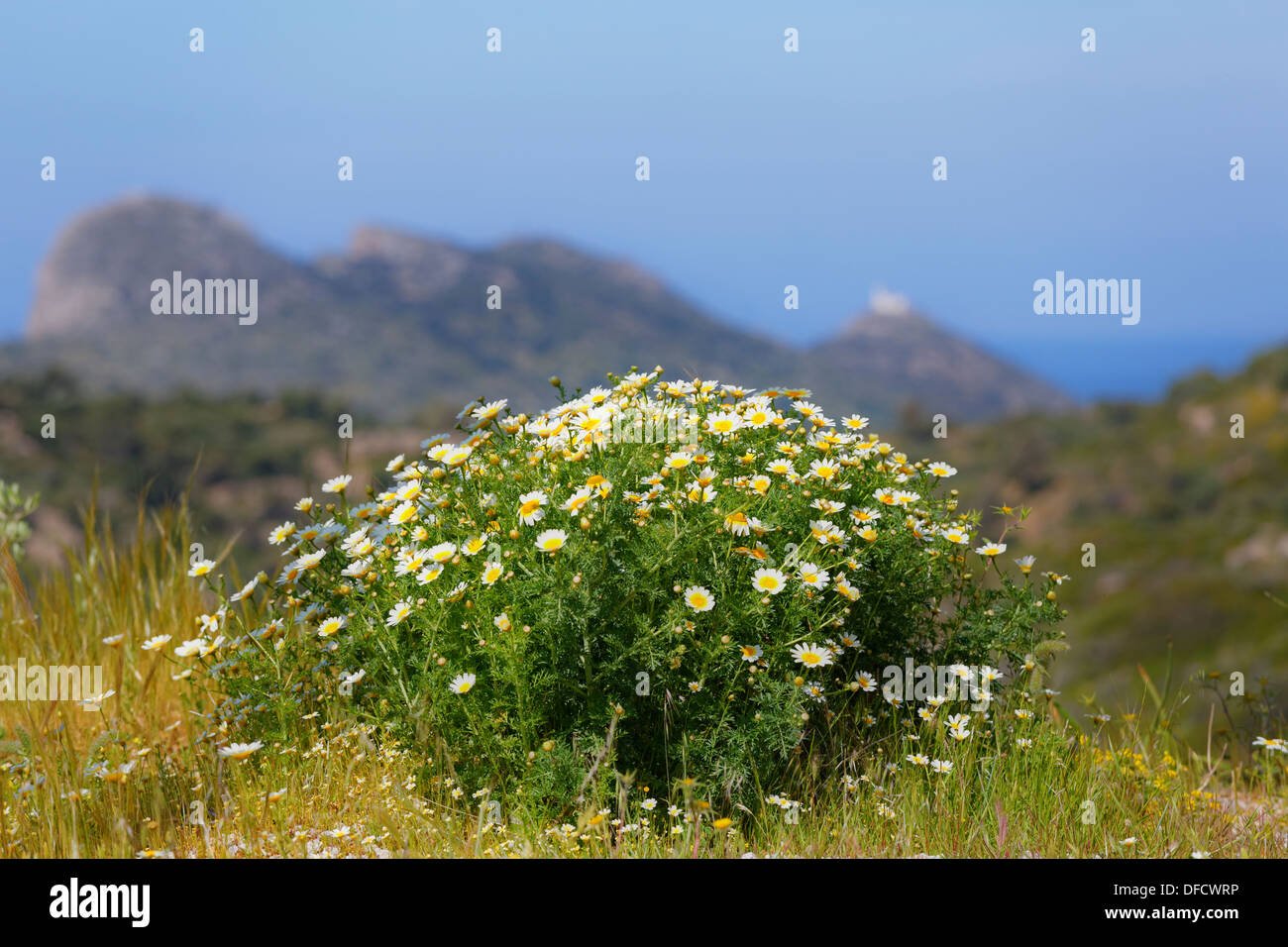 Turkey, Garland Chrysanthemum Stock Photo