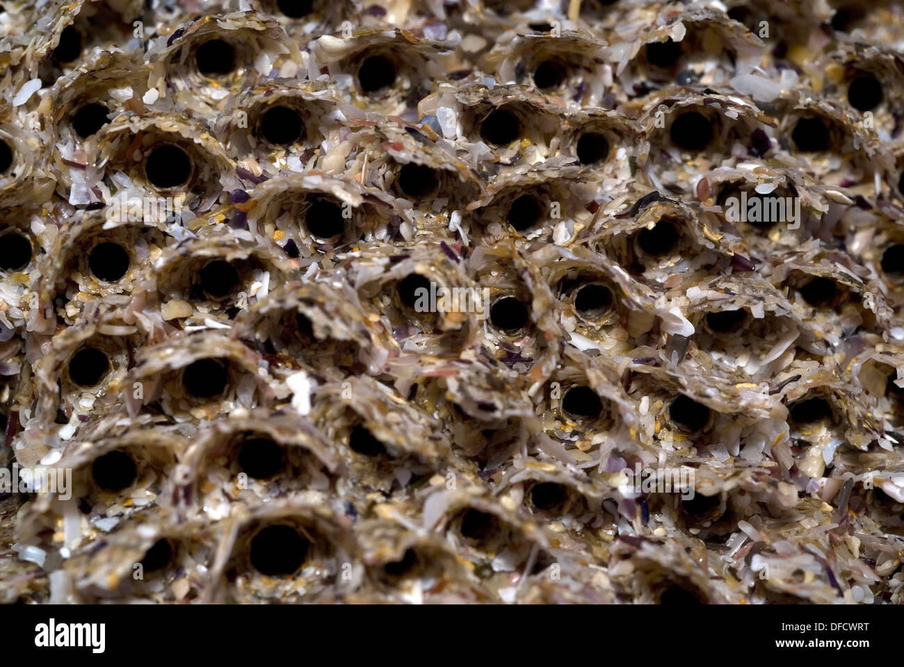 Honeycomb worm colony (Sabellaria alveolata) Stock Photo