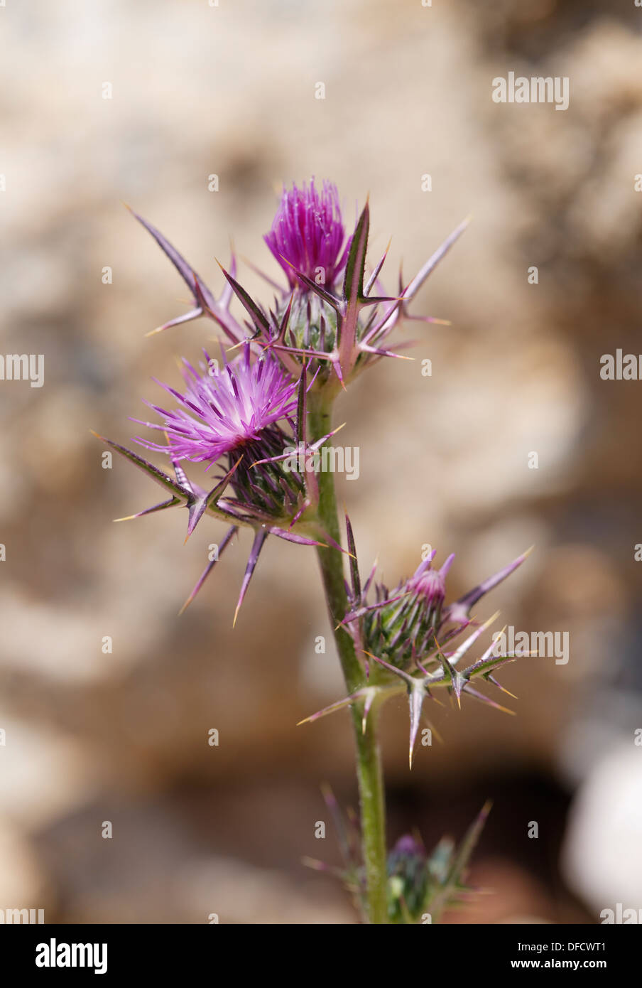 Turkey, Syrian Thistle flower, close up Stock Photo