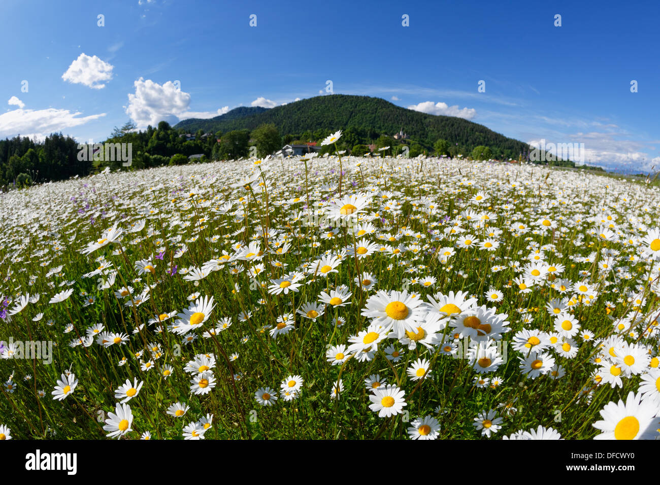 Austria, Carinthia, Marguerite flowers near Maria Saal Stock Photo