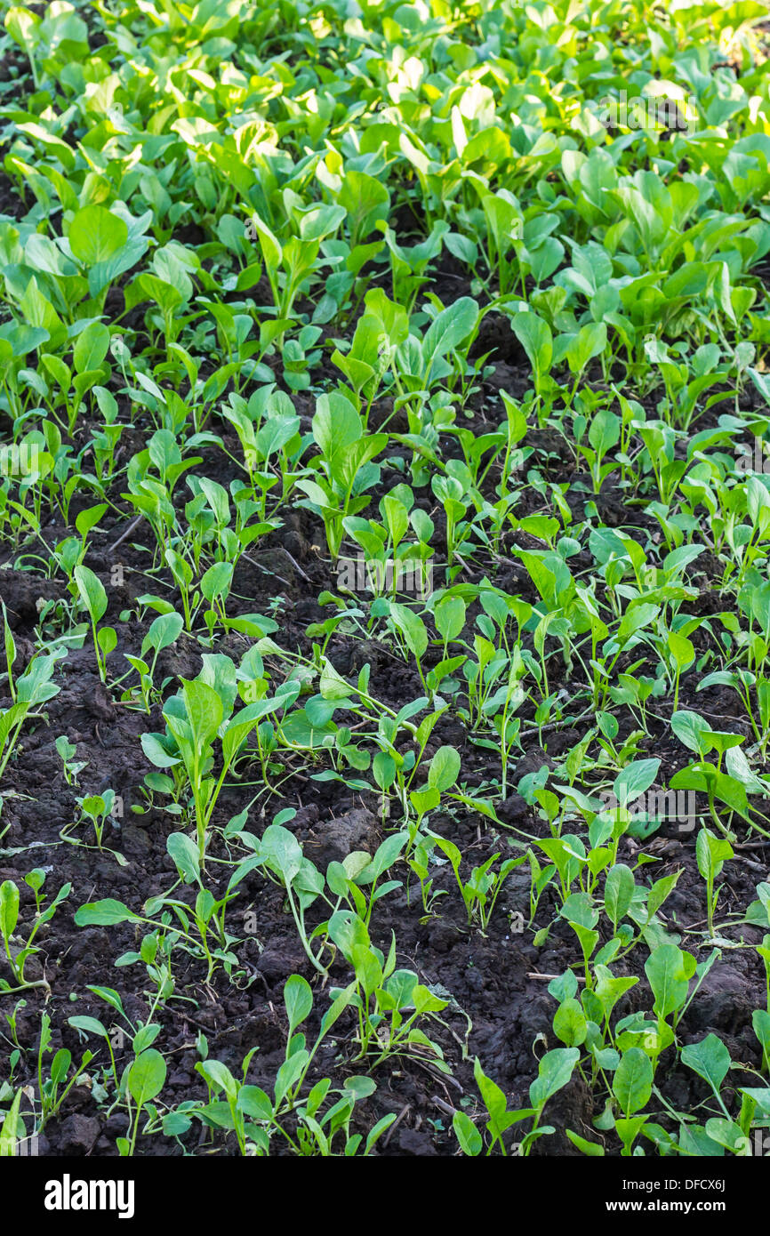 Cantonese Chinese vegetables plant Stock Photo