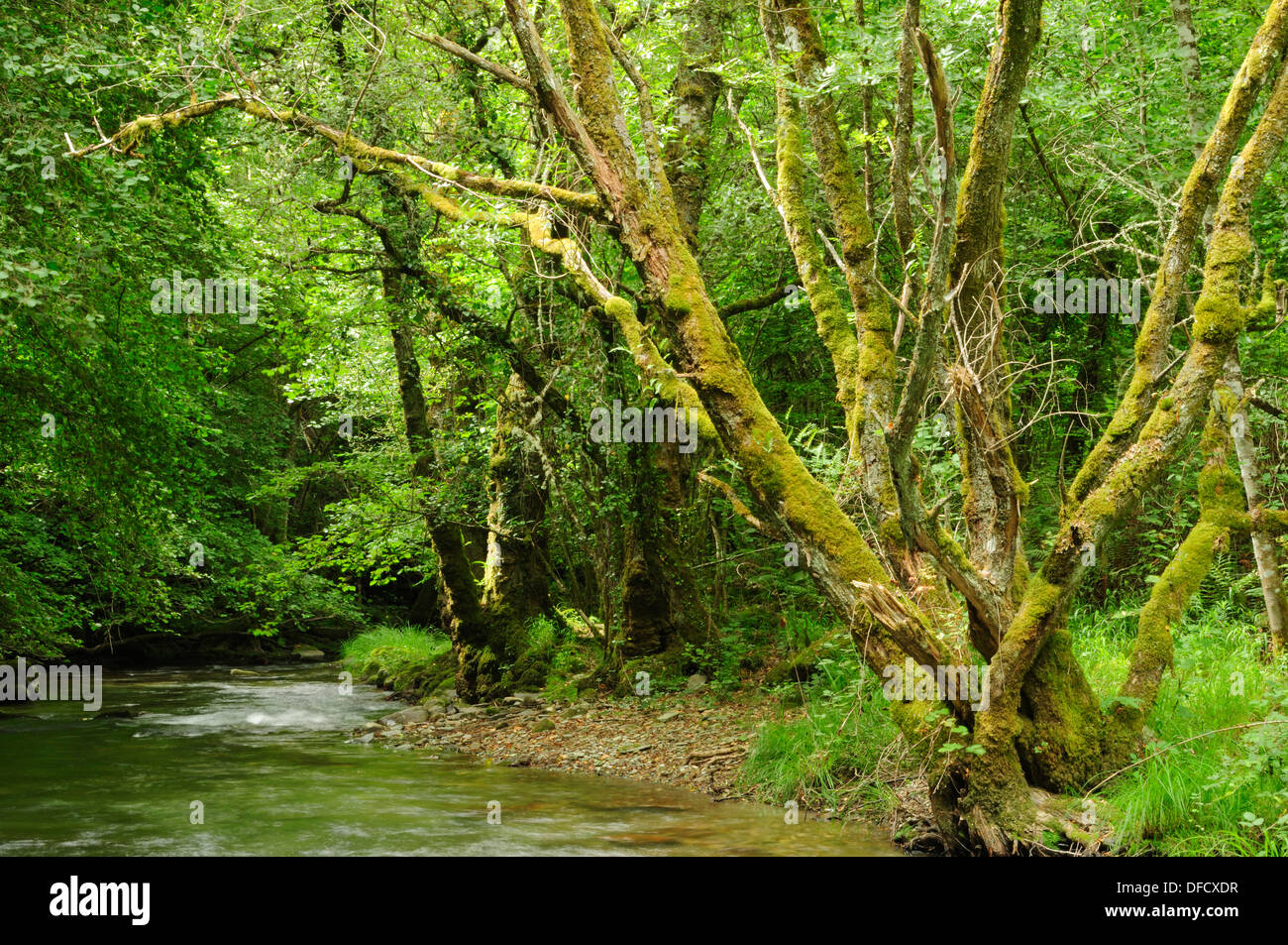 River Lor and forest. O Courel mountains, Lugo, Galicia, Spain. Stock Photo