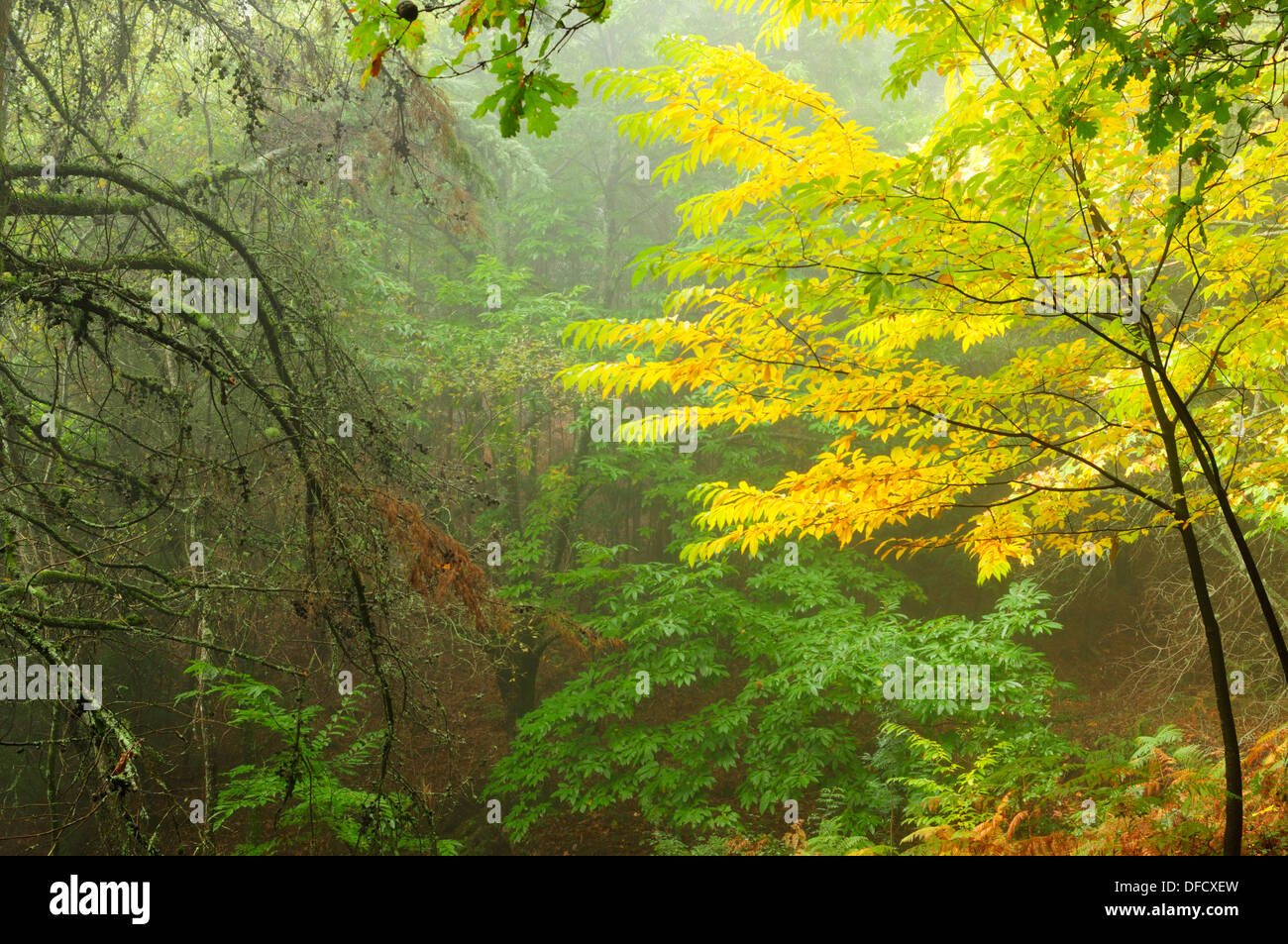 Forest in Mount Aloia Nature Park. Galicia, Spain. Stock Photo
