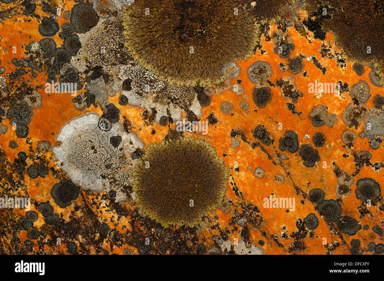 Lichen covering a stone Stock Photo