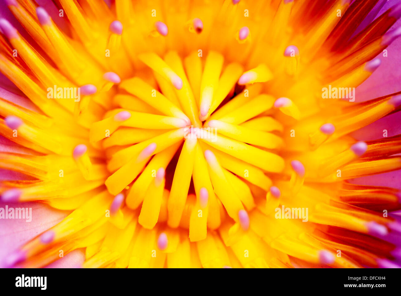 Blue egyptian water lily hi-res stock photography and images - Alamy