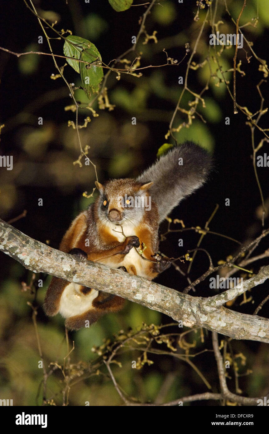 Giant flying squirrel petaurista hires stock photography and images