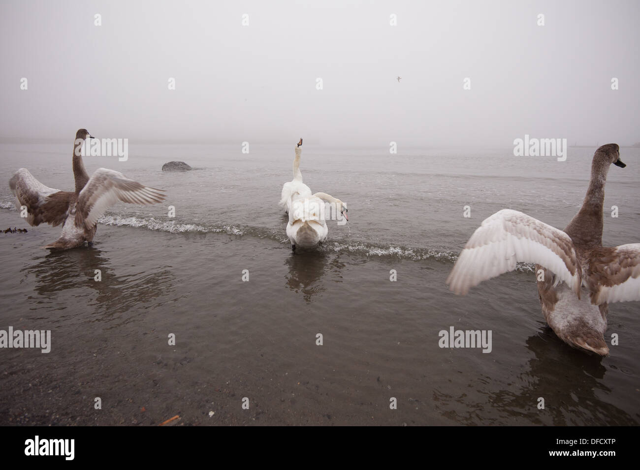 Mute Swans in misty coastal landscape at the island Jeløy, Moss kommune, Østfold, Norway. Stock Photo