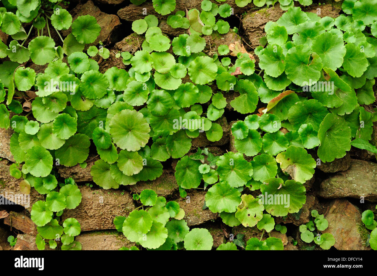 Pennywort (Umbilicus rupestris) Stock Photo