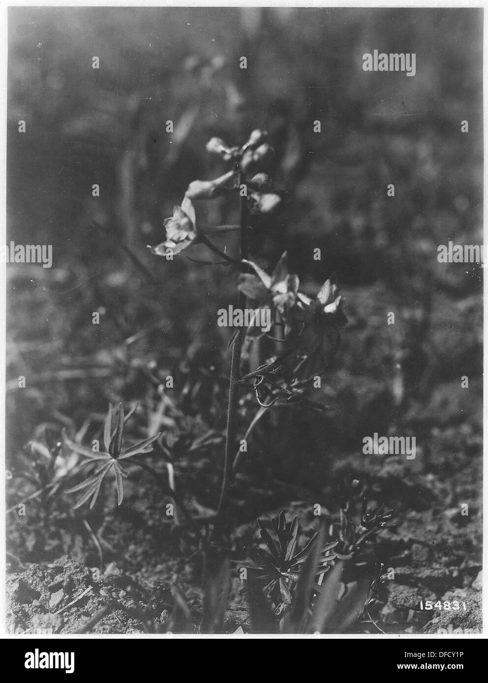 Delphinium, Texas Bar Range, Umatilla, Oregon, 1920 299132 Stock Photo