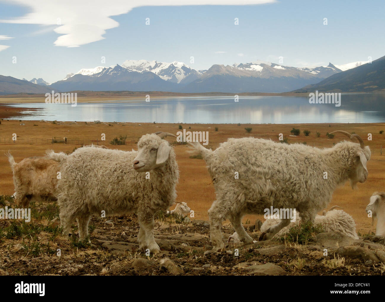 a Patagonian sheep ranch near El Calafate, Argentina Stock Photo