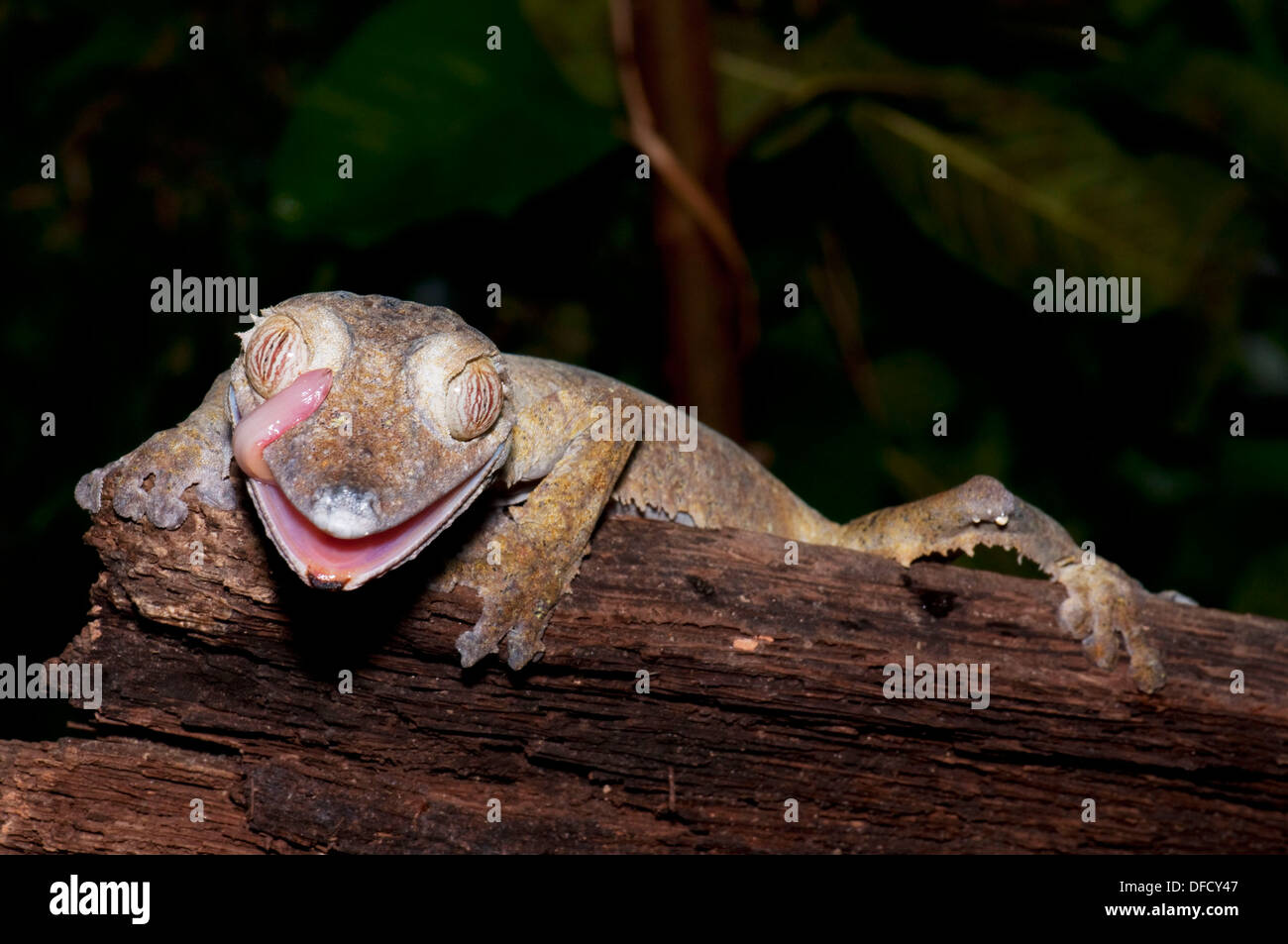 Satanic leaf-tailed gecko, Uroplatus phantasticus at madagascar, africa Stock Photo