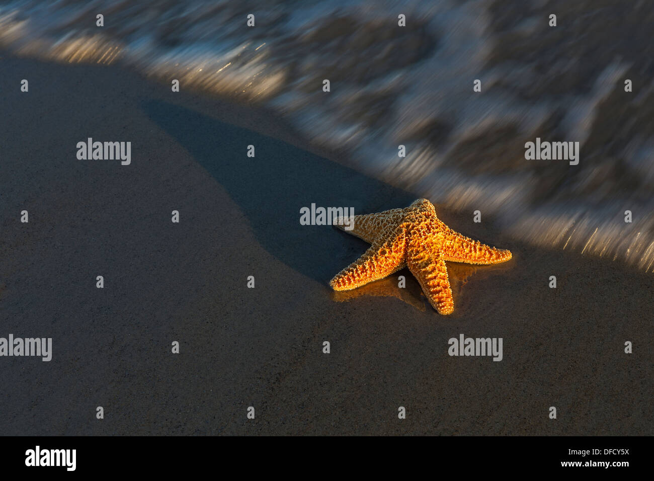 A starfish on the sand of a beach about to be covered by the ocean waters. Stock Photo