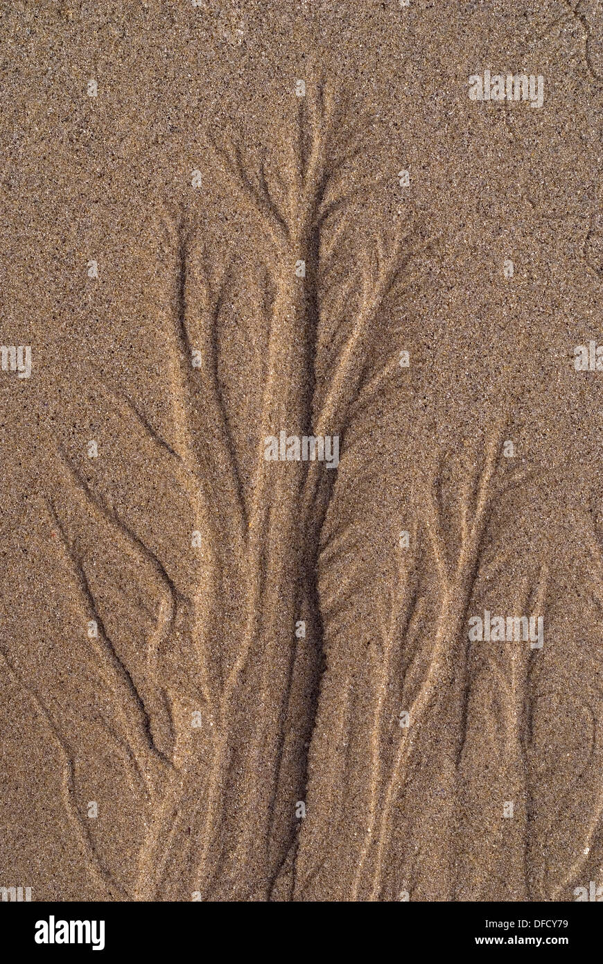 Tree of sand made by the falling tide. Stock Photo