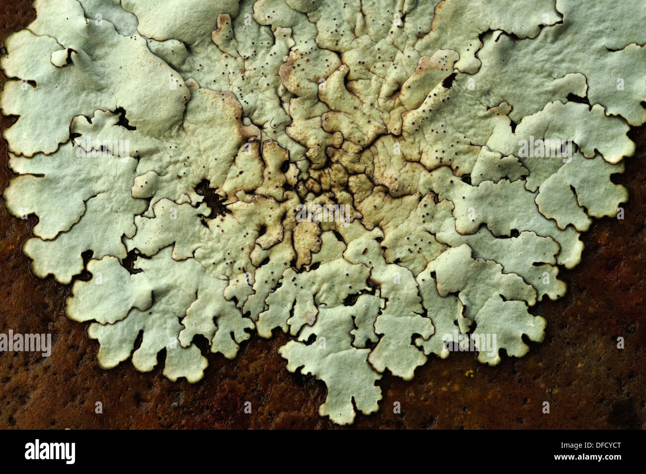 Lichens covering a stone Stock Photo