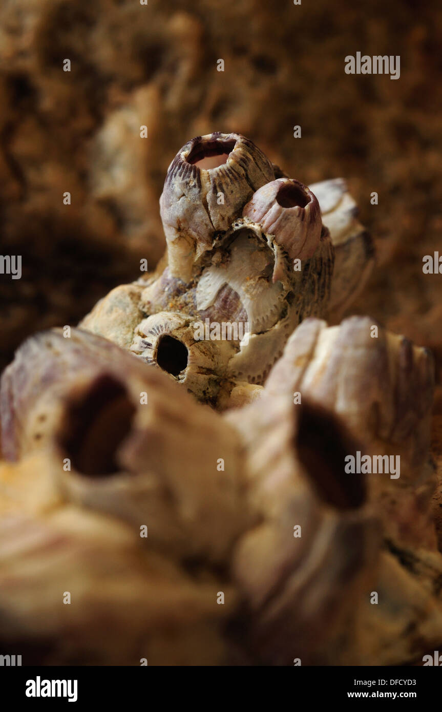 Group of acorn barnacle shells (Balanus sp.) Stock Photo