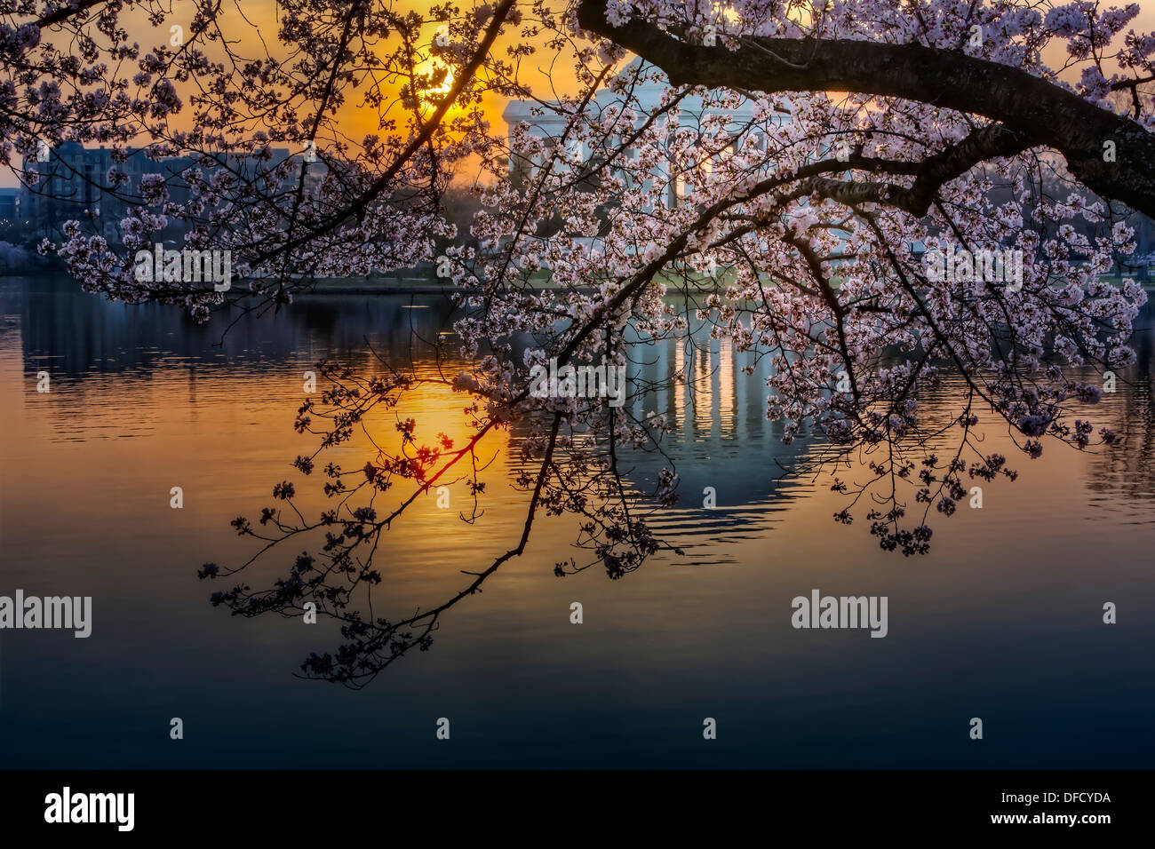 The Jefferson Memorial is surrounded by Cherry Blossom Trees in the