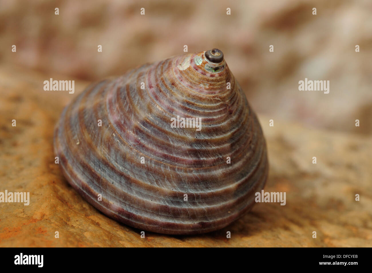 Conical shell of the sea snail Calliostoma zizyphinum Stock Photo