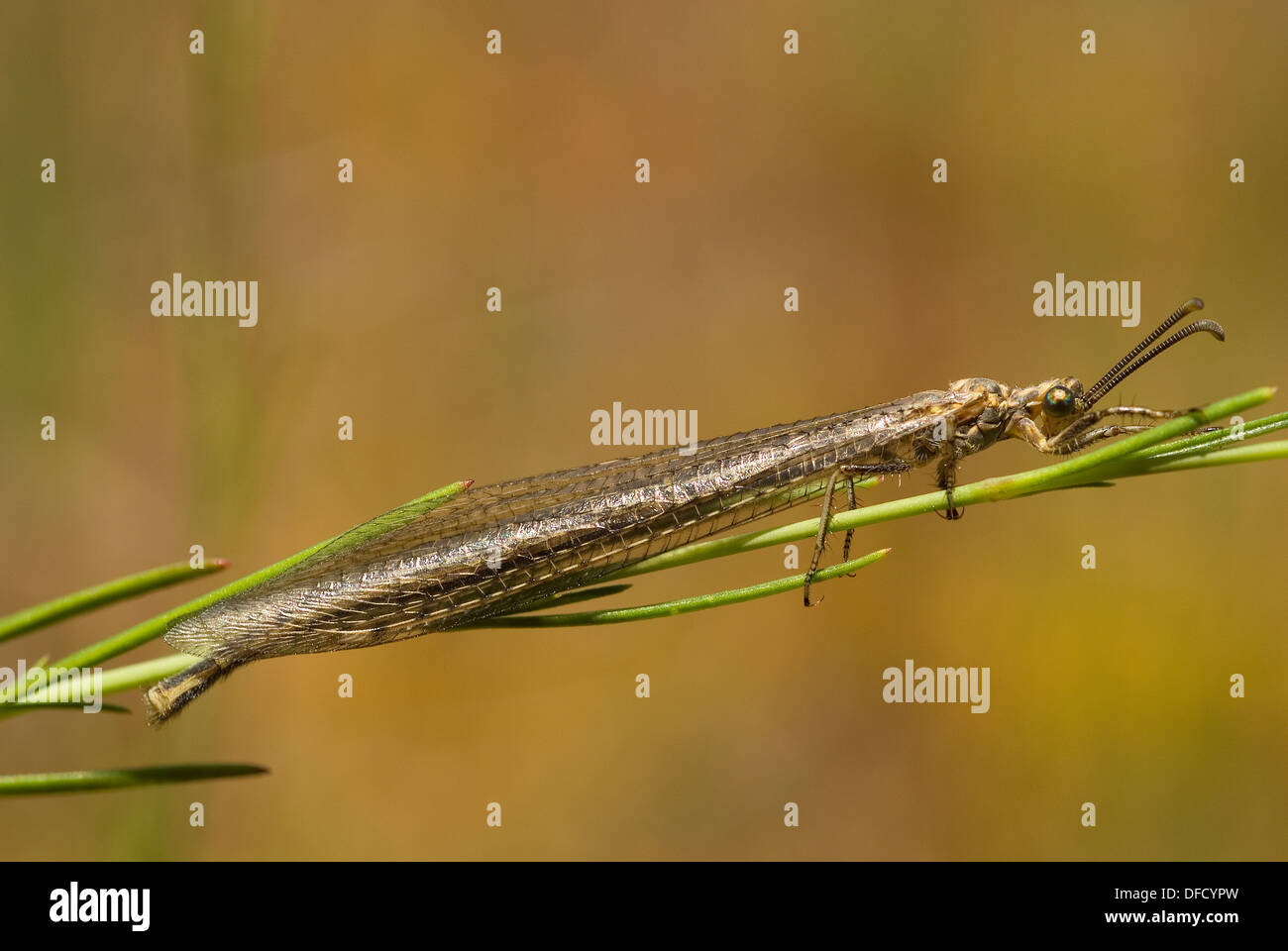 Adult Antlion (Myrmeleon formicarius) Stock Photo